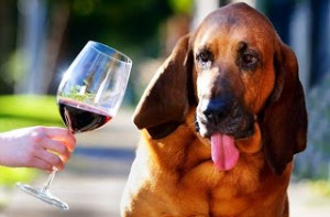 dog-wine-tester