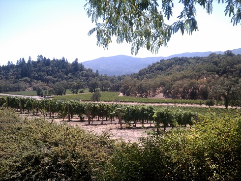 Joseph Phelps - Napa 2013